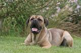 CANE CORSO 1308